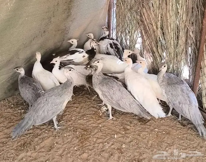 فروخ طاؤوس أو طاؤوس للبيع 1