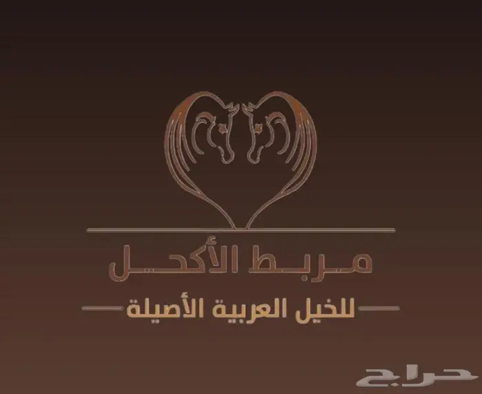 مربط ومخيمات الاكحل للخيل العربيه الاصيله 0