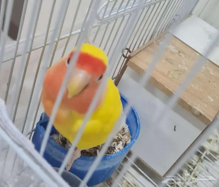 انثى روز للبيع 1