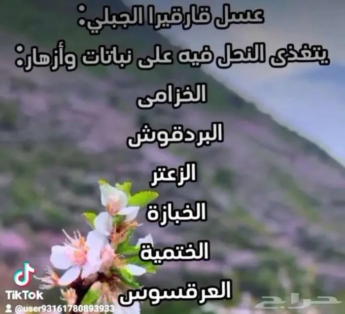 عسل جبلي 1
