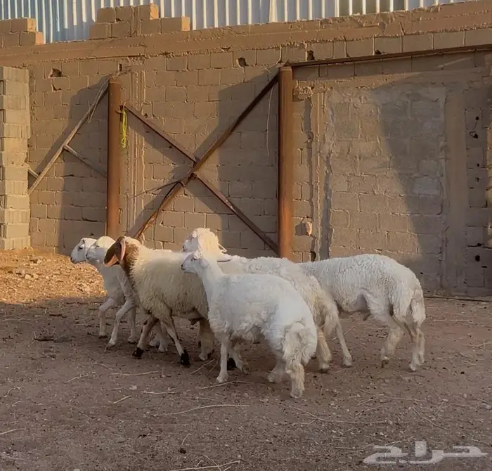 طليان للبيع 0