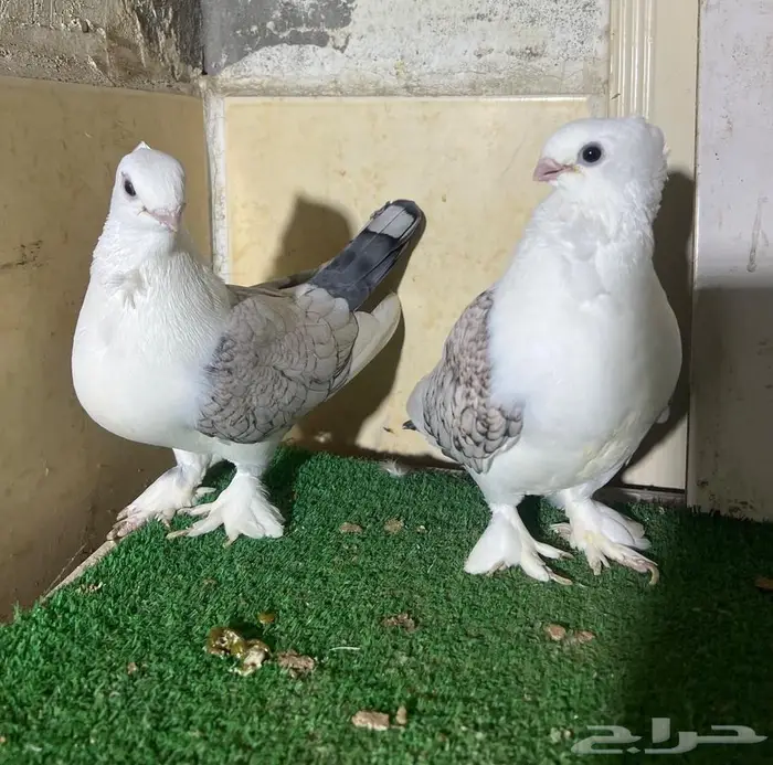 زوج روماني معاه انتاجه 4