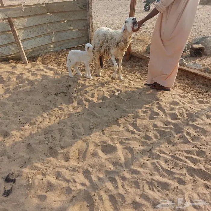 نعجة خلفه وفحل 0