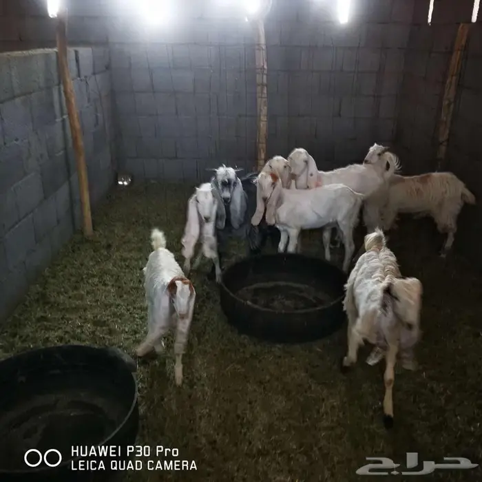 بهم معزا هولنديات او حجازيات 0