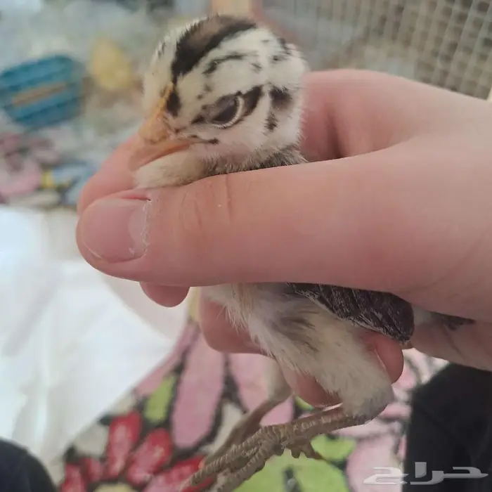 صوصين وكيلو اكل 1