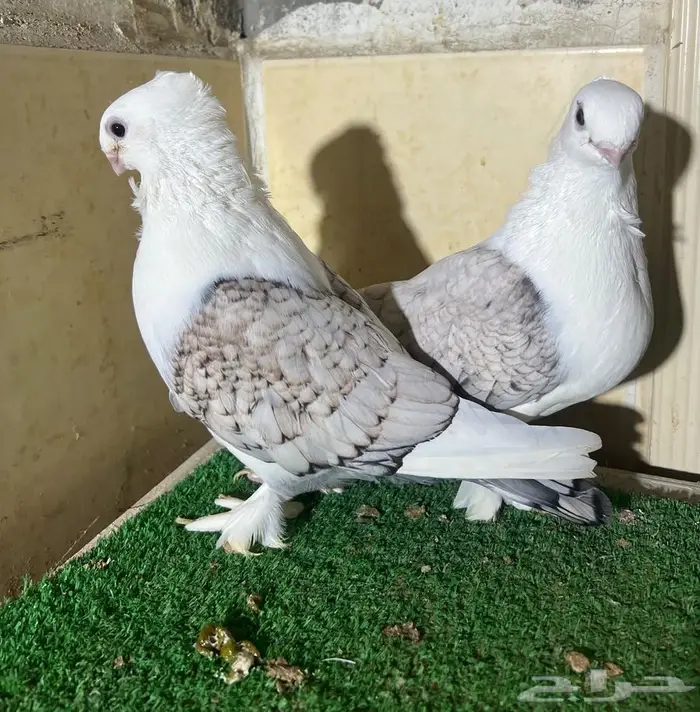 زوج روماني معاه انتاجه 5