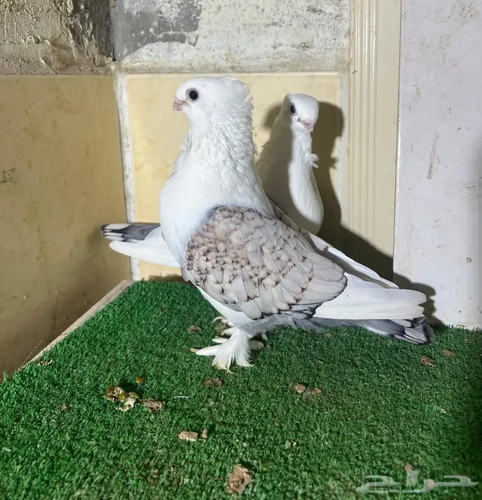 زوج روماني معاه انتاجه 2