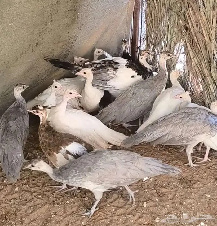 فروخ طاؤوس أو طاؤوس للبيع 0