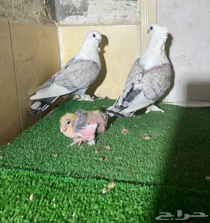 زوج روماني معاه انتاجه 1