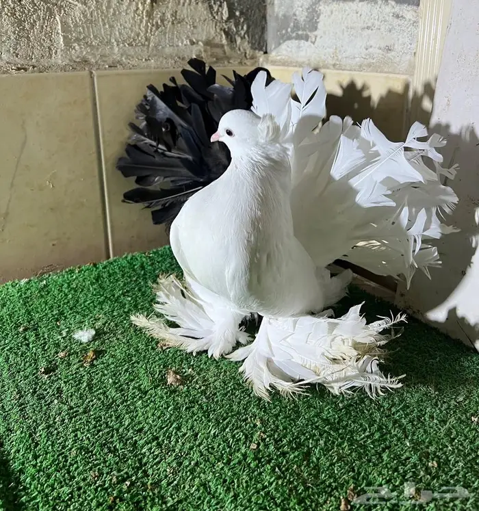 زوج رقاص هندي فاخر 0