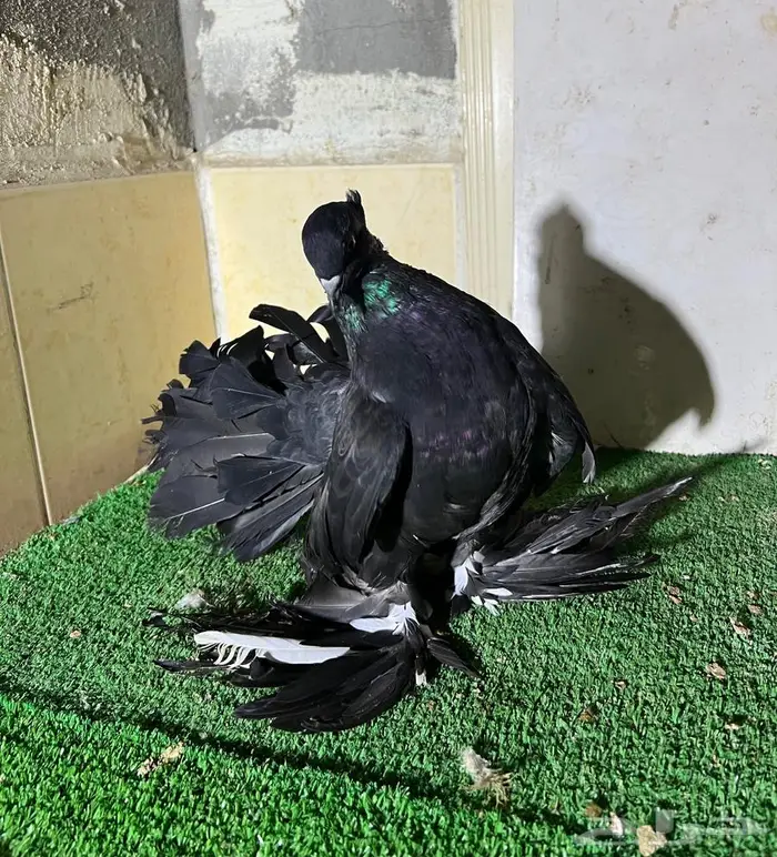 زوج رقاص هندي فاخر 2