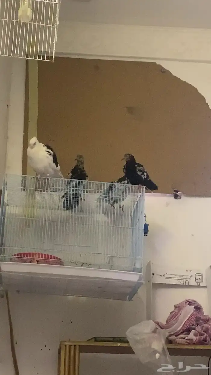 جوزين حمام جوز بكستاني وجوز قطايف 1
