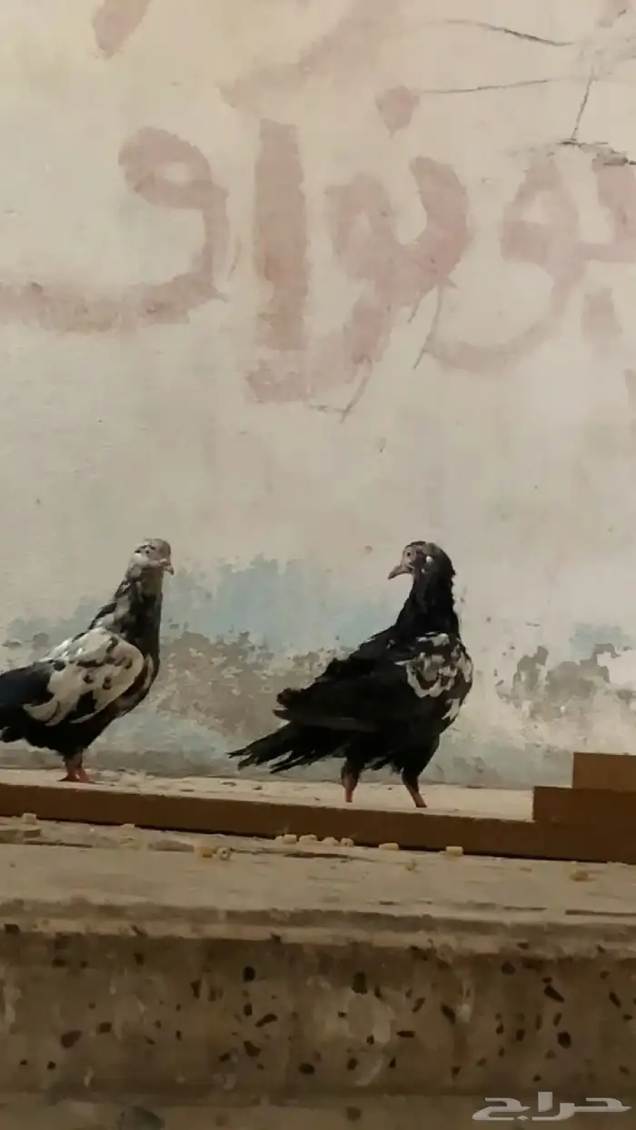 جوزين حمام جوز بكستاني وجوز قطايف 0
