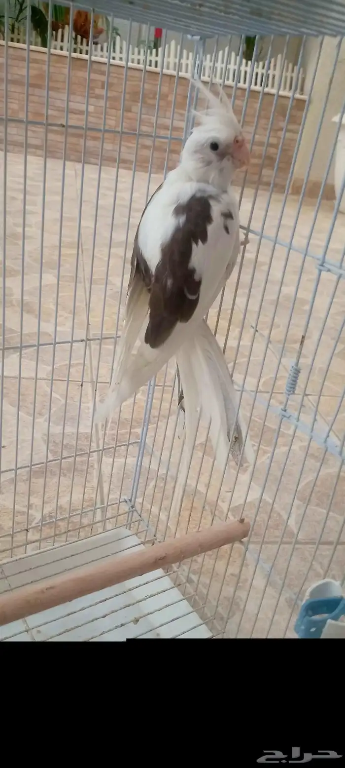 طير كروان هولندى بالطائف 5