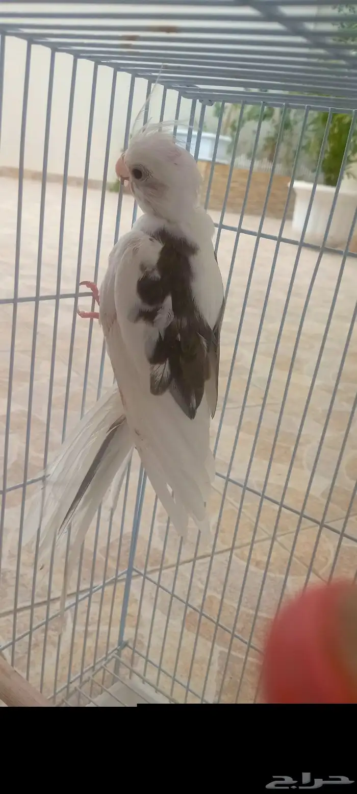 طير كروان هولندى بالطائف 0
