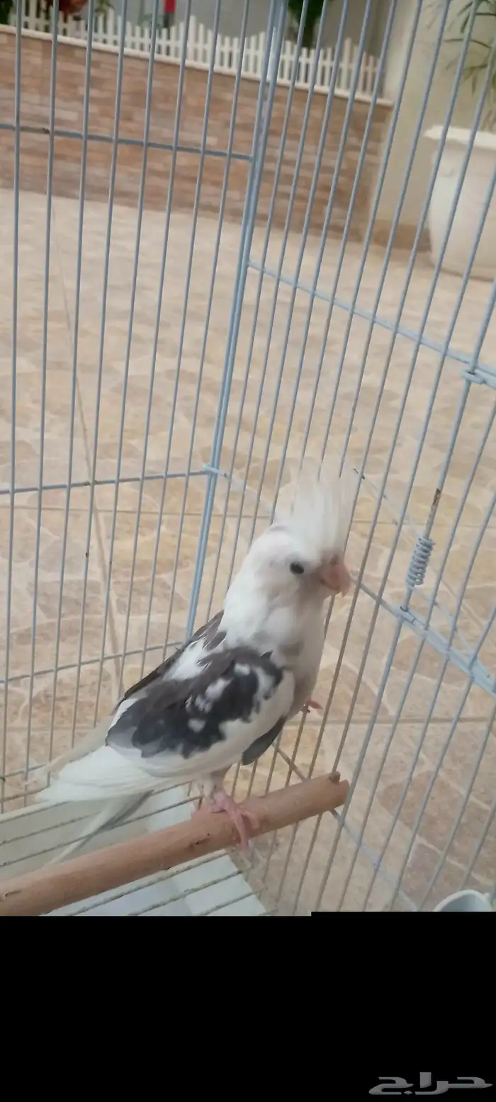 طير كروان هولندى بالطائف 2