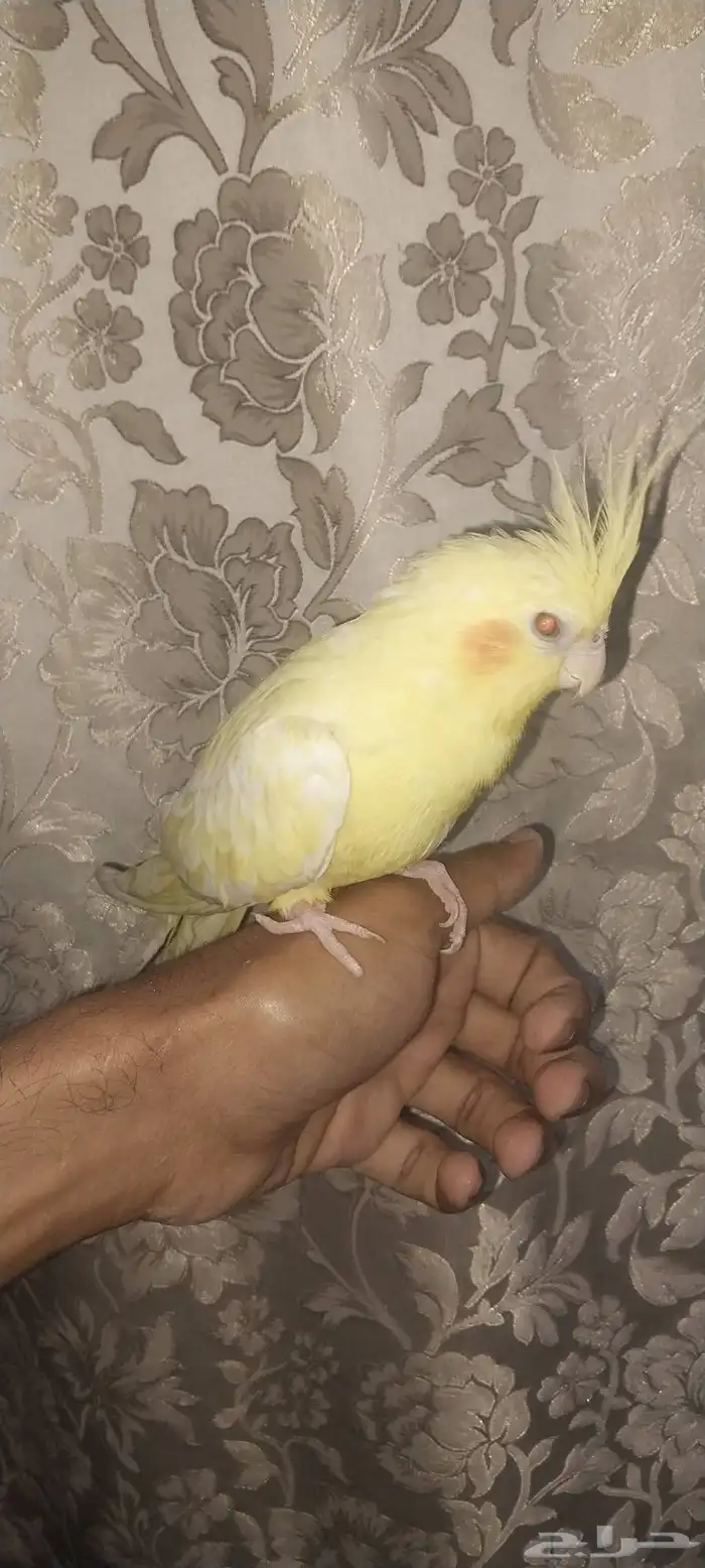 كروان اليف تم البيع 3