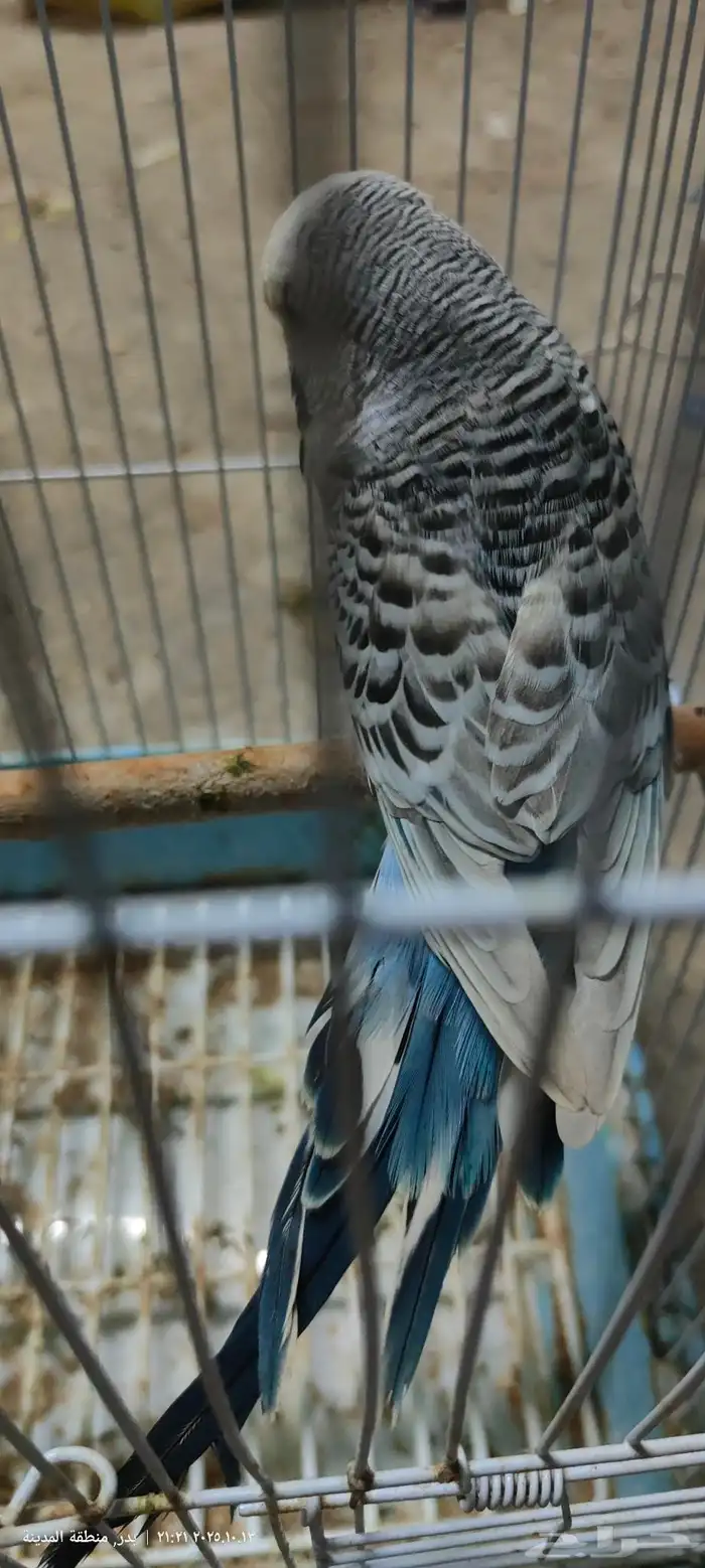 ذكر بادجي انجليزي 0