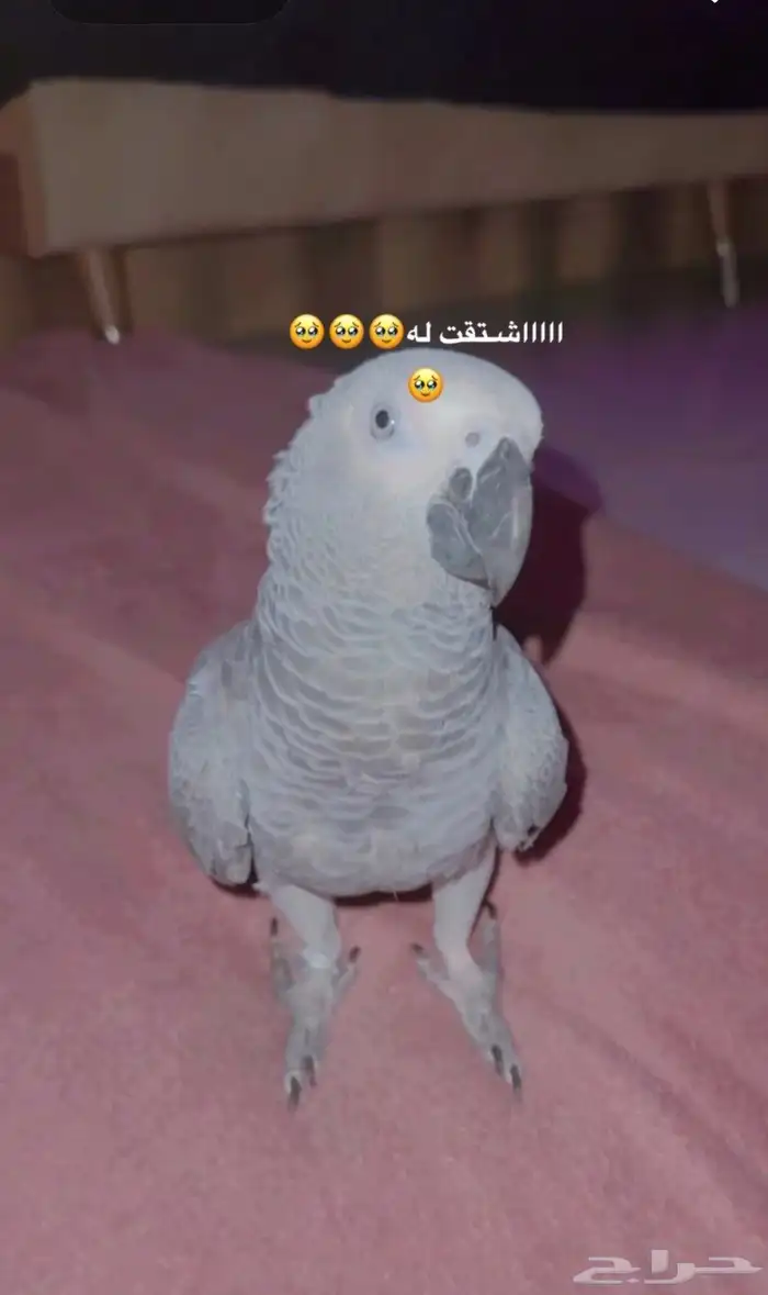 كاسكو ضايع قي حي النور 0