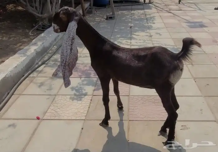 جفره حجازيه لون وجرم وتناسق 7