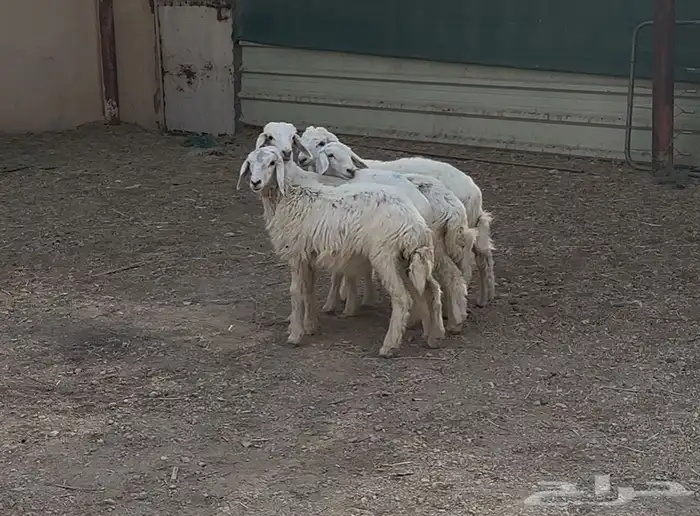 بهم حريات للبيع 5