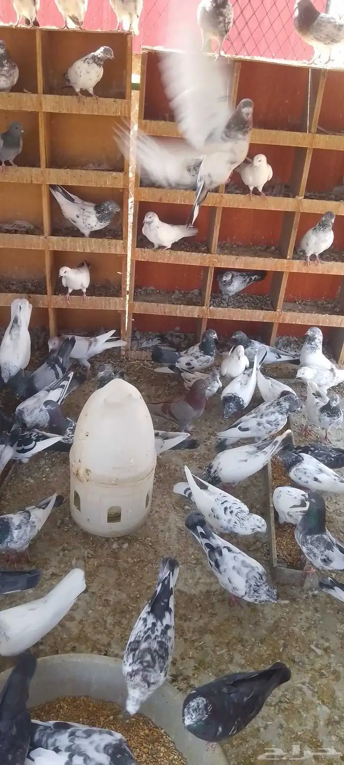 الحرازات بعد محطة الشموخ 4