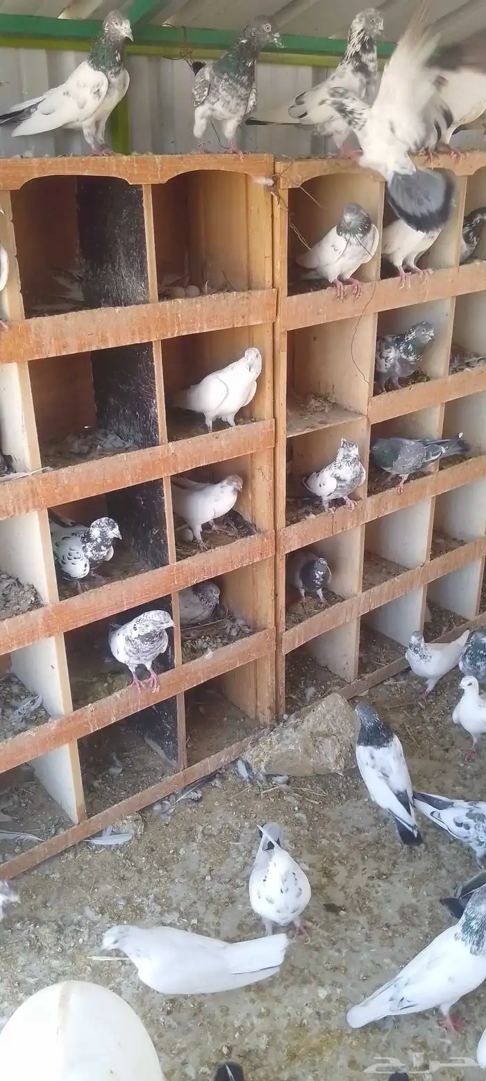 الحرازات بعد محطة الشموخ 0