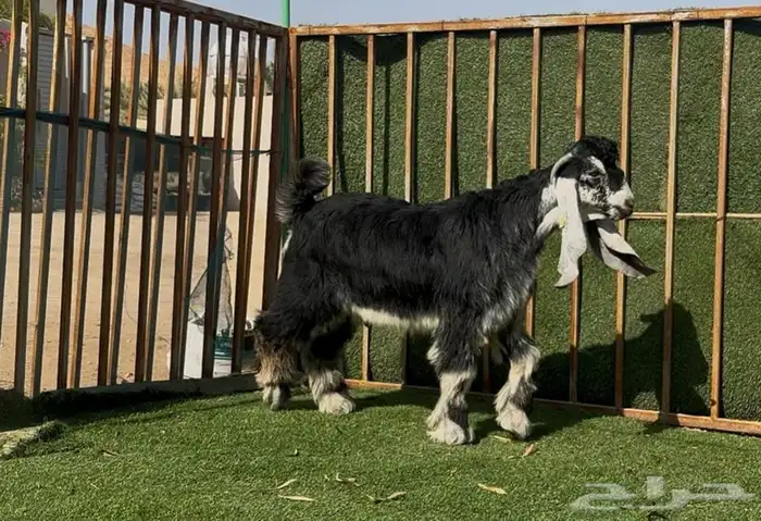 جذع معرف 4