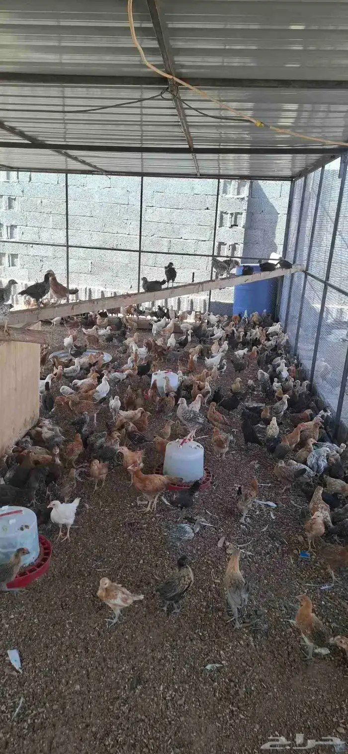 دجاج بلدي عمر شهرين 0
