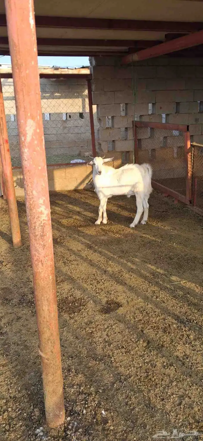 تيس بلدي جذع مخصي 6