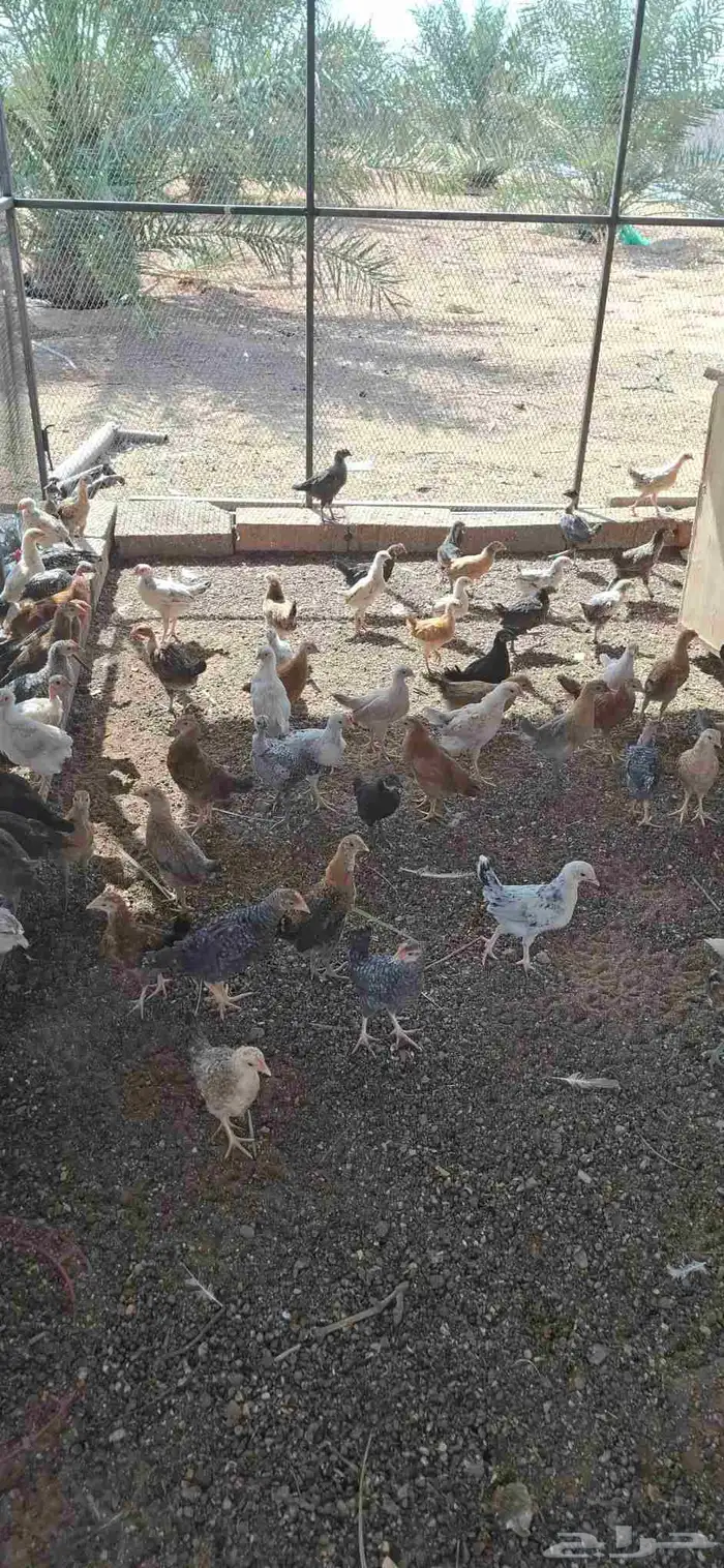 دجاج بلدي عمر شهرين 2