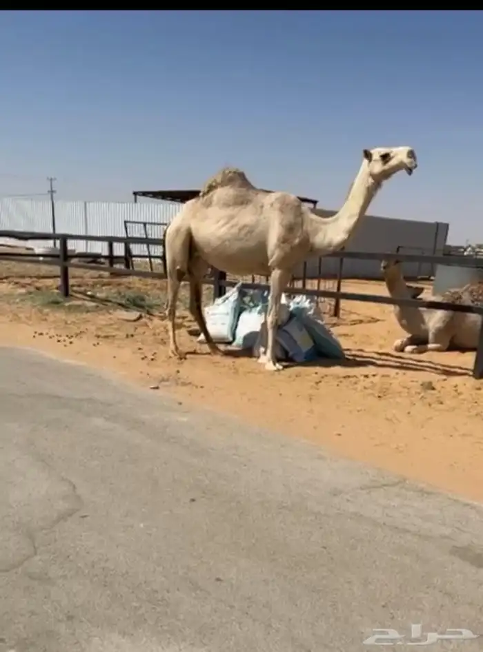 لقحه كفو 0