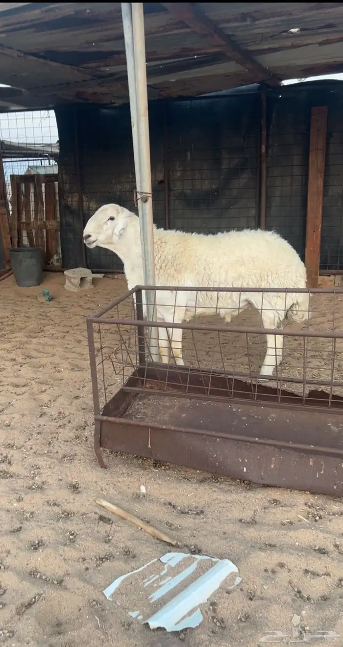 فحل طيب مشروط 2