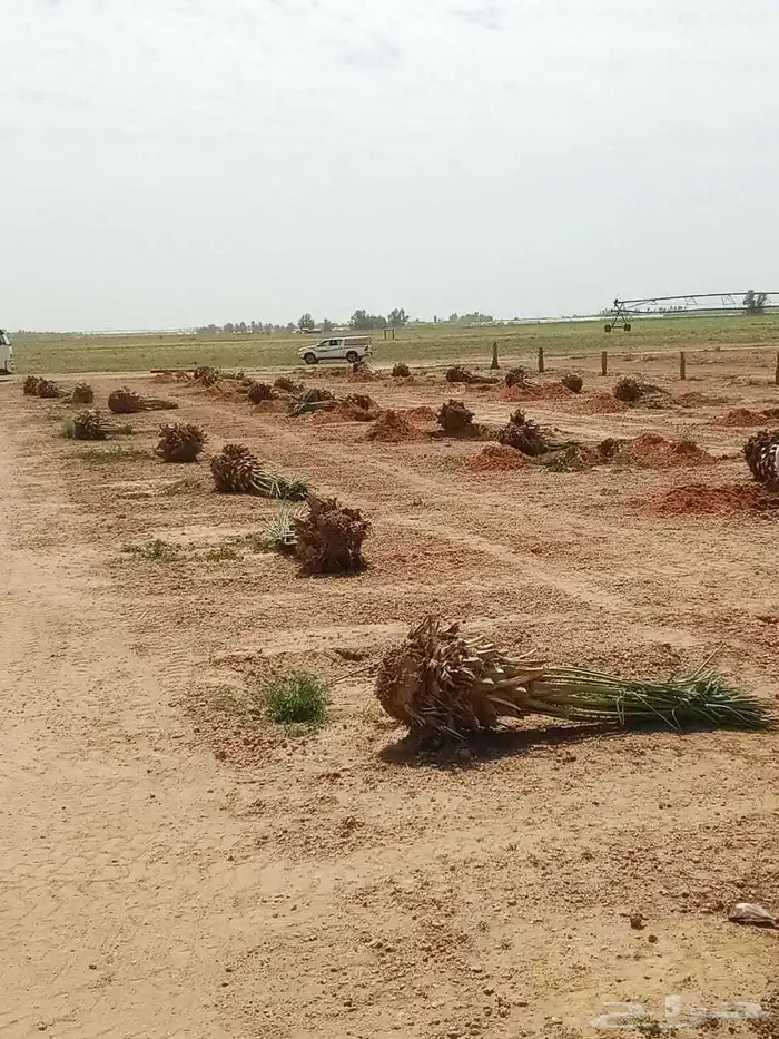 السلام عليكم زباين الكرام يوجد لدينا جميع انواع النخيل 6