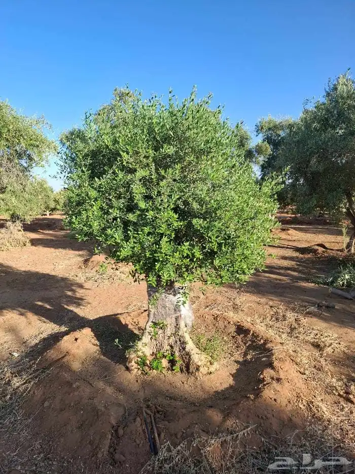 اشجار زيتون معمر جميع المقاسات 4