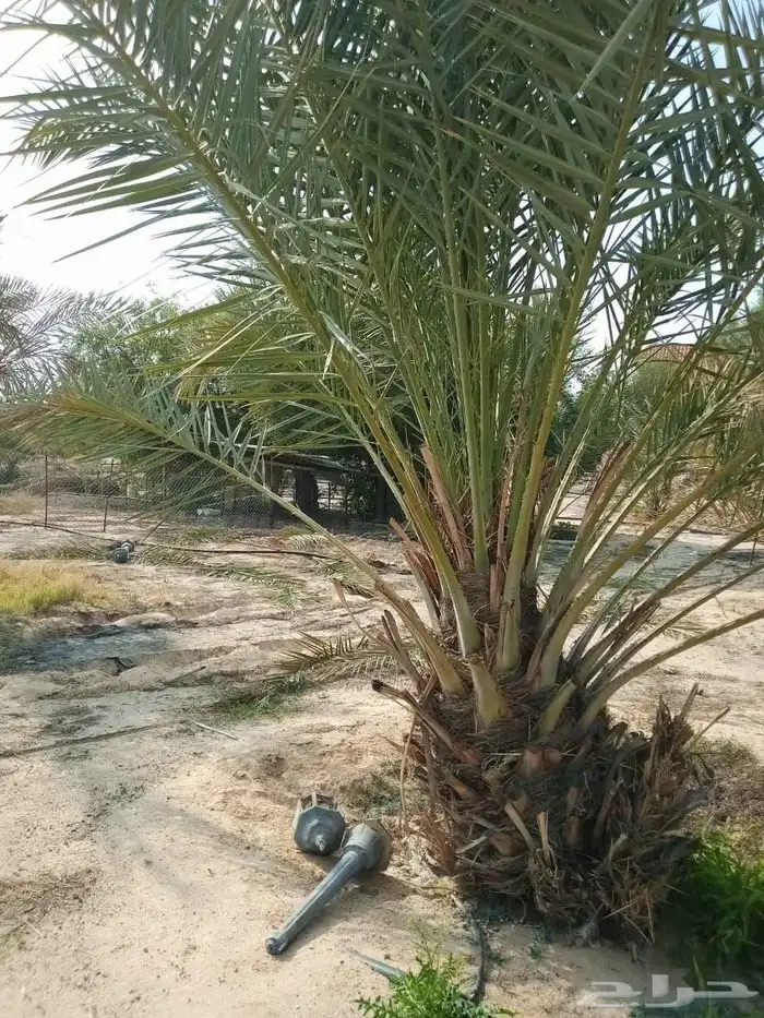 السلام عليكم زباين الكرام يوجد لدينا جميع انواع النخيل 4