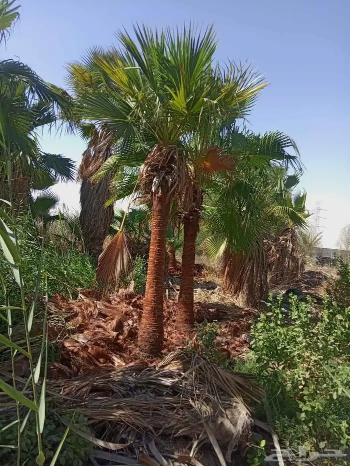 زراعة النخيل الوشنطن وزرعه العشب الطبيعي وزرعه الشجار وتسيك 3