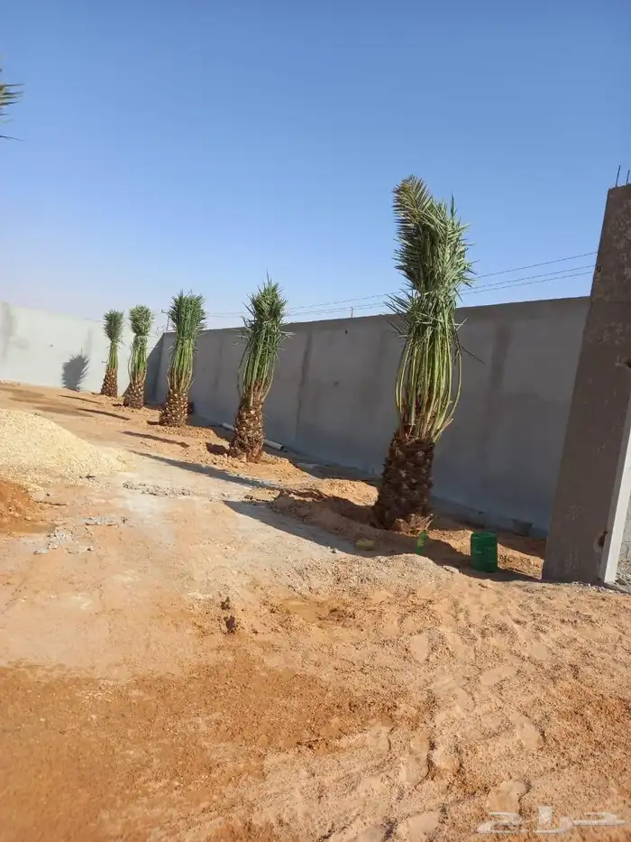نخل مثمر فاخر نخل واشنطني خلاص سكري صقعي شيشي 2
