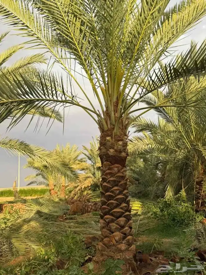 نخيل_مثمر_بجميع_انواعه_ومقاسته_المختلفه 4