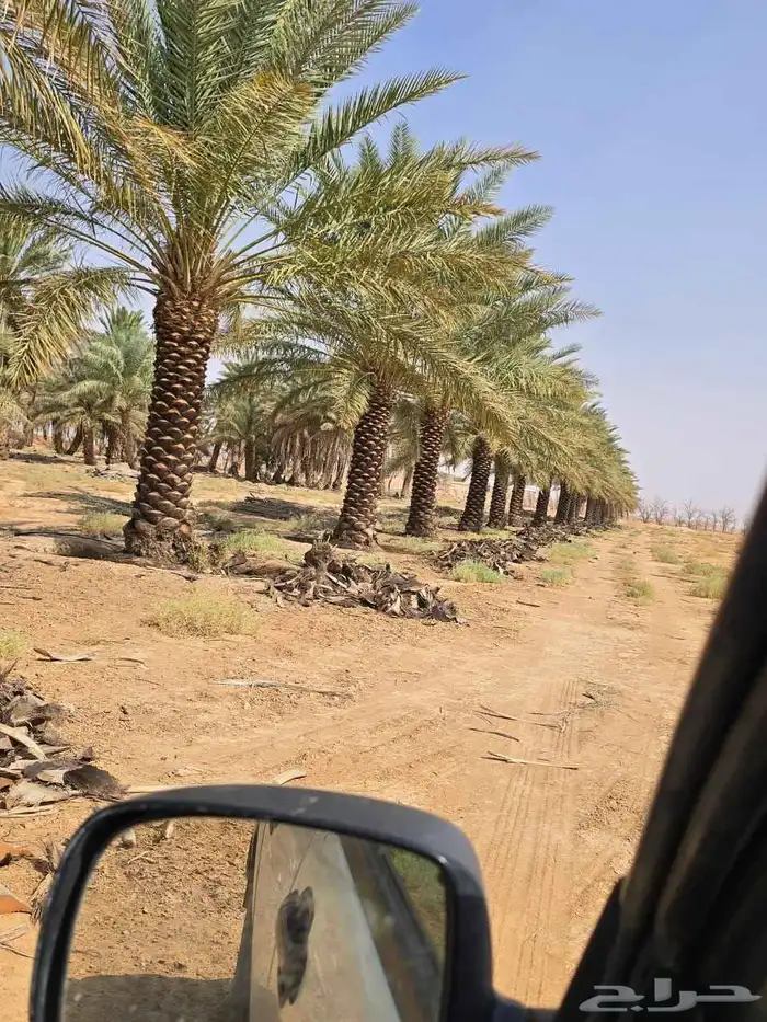 نخيل_مثمر_بجميع_انواعه_ومقاسته_المختلفه 8