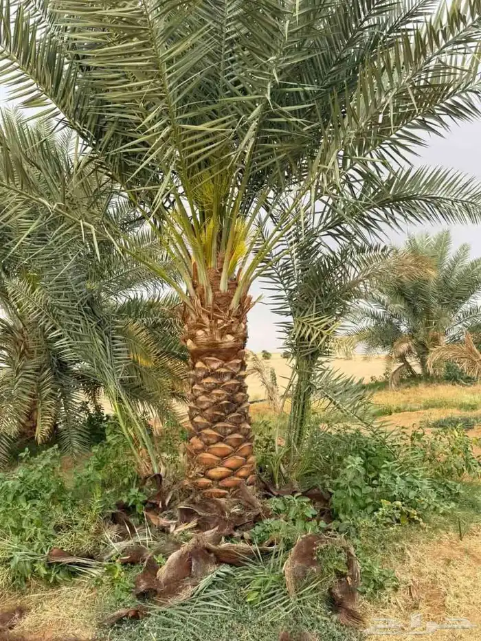 نخيل_مثمر_بجميع_انواعه_ومقاسته_المختلفه 7