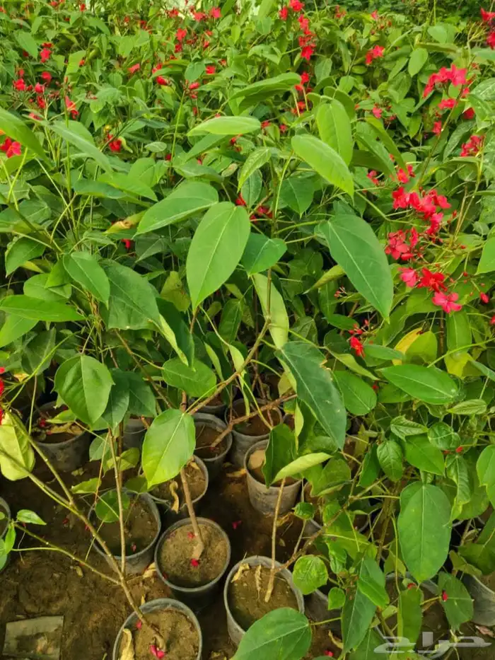 تنسيق حدائق ومظلات 9