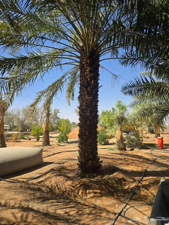 نخيل_مثمر_بجميع_انواعه_ومقاسته_المختلفه 3