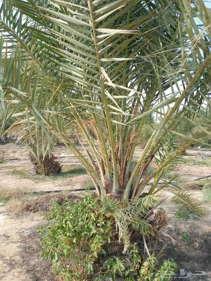 السلام عليكم زباين الكرام يوجد لدينا جميع انواع النخيل 5