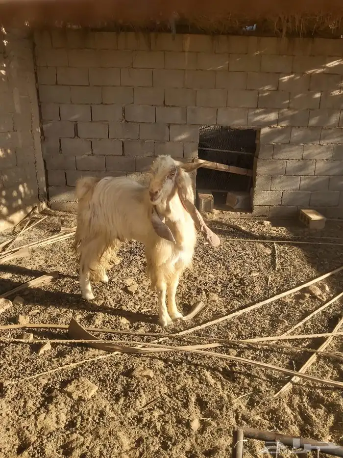 البكيرية 3