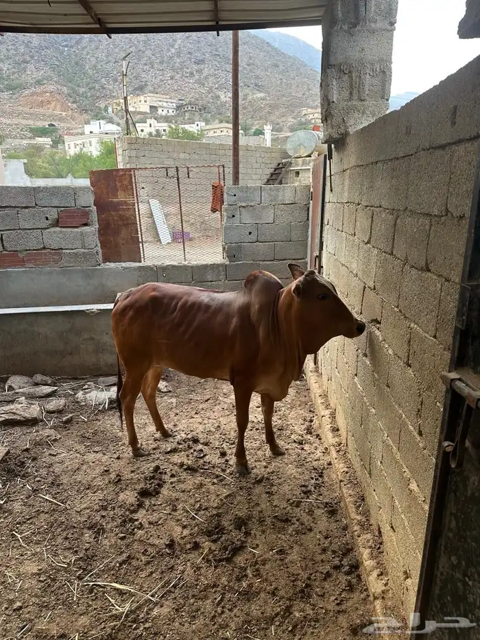 حسيله عمر سنه وثمان اشهر 1