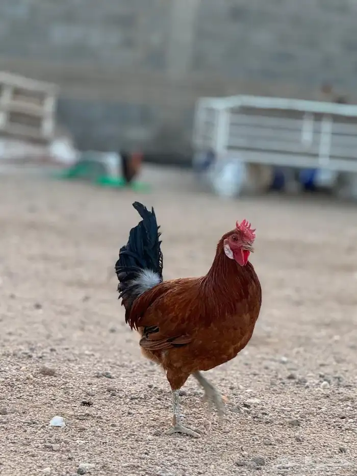 3 ديك للبيع 0
