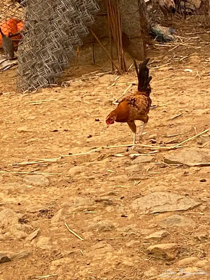 للبيع دجاج ذكور 3