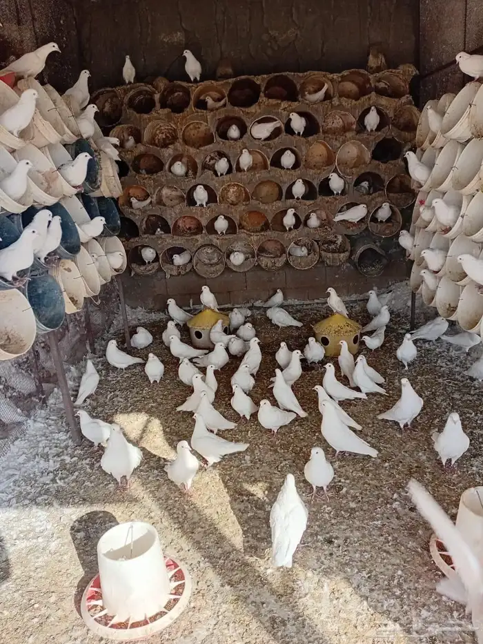 حمام فرنسي سوبر جامبو 2