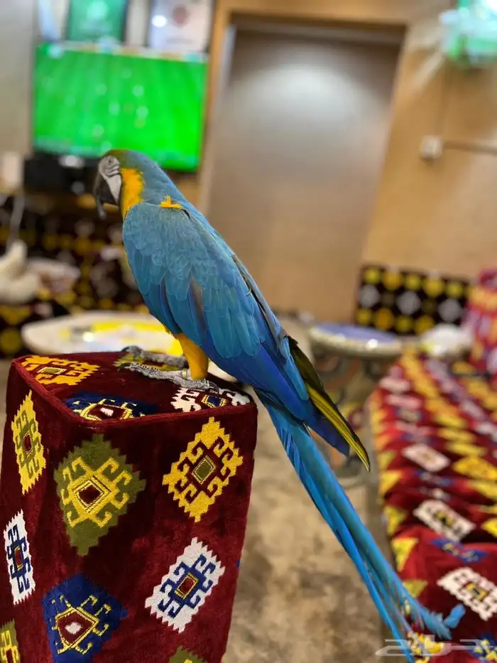ببغاء مكاو 6